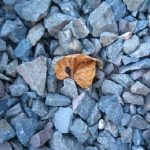 Una hoja que cayó del cielo