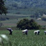 EL COSTO DE LA AGRICULTURA EN MICHOACÁN